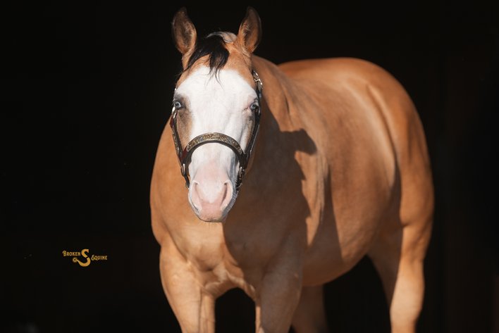 Image for Corsica Horse Sale Two Day June Horse Sale - DAY ONE - SATURDAY, JUNE 13TH - Corsica, South Dakota