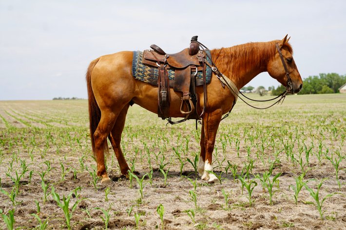 Image for Corsica Horse Sale Two Day June Horse Sale - DAY ONE - SATURDAY, JUNE 13TH - Corsica, South Dakota