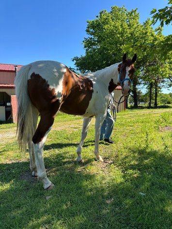 Image for Corsica Horse Sale Two Day June Horse Sale - DAY ONE - SATURDAY, JUNE 13TH - Corsica, South Dakota