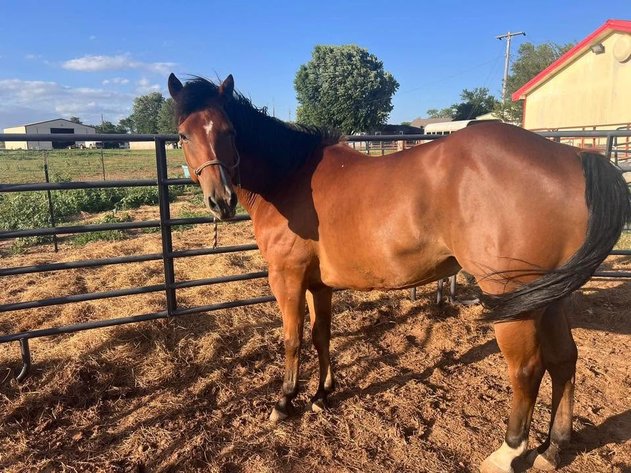 Image for Jones Livestock Auction *Pop Up Sale* THURSDAY JUNE 11TH -  Jones, Oklahoma