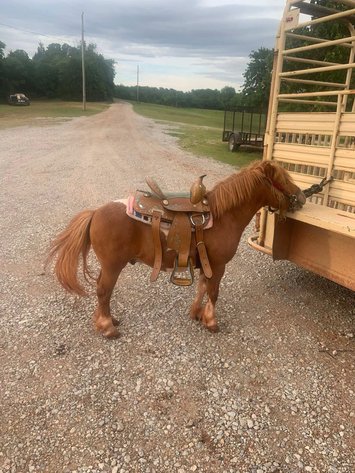 Image for Jones Livestock Auction HORSE & TACK SALE!   SATURDAY, JUNE 13TH