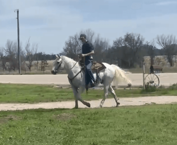 Image for Jones Livestock Auction HORSE & TACK SALE!   SATURDAY, JUNE 13TH