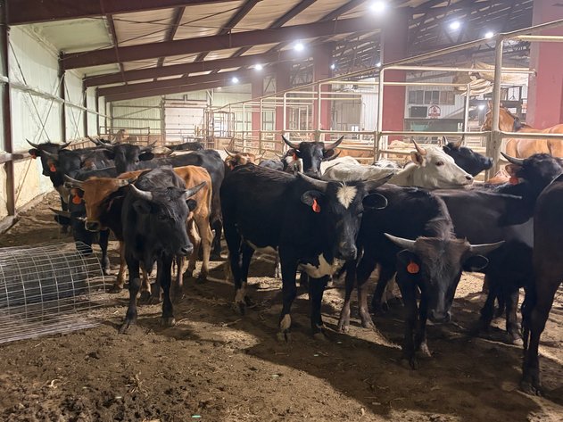 Image for Corsica Horse Sale Two Day June Horse Sale - DAY ONE - SATURDAY, JUNE 13TH - Corsica, South Dakota