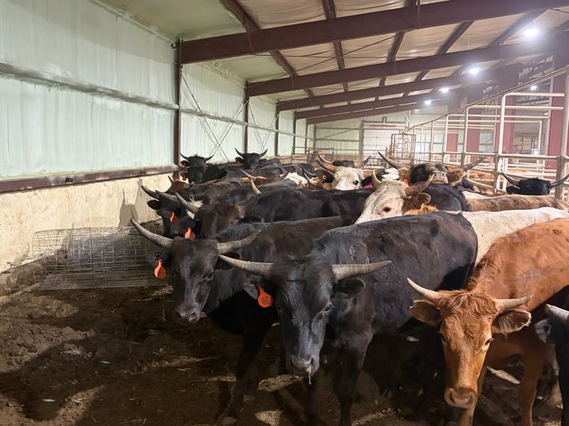 Image for Corsica Horse Sale Two Day June Horse Sale - DAY ONE - SATURDAY, JUNE 13TH - Corsica, South Dakota