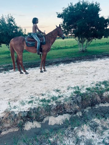 Image for Mize Horse Sale - SATURDAY, JUNE 20TH - Mize, Mississippi