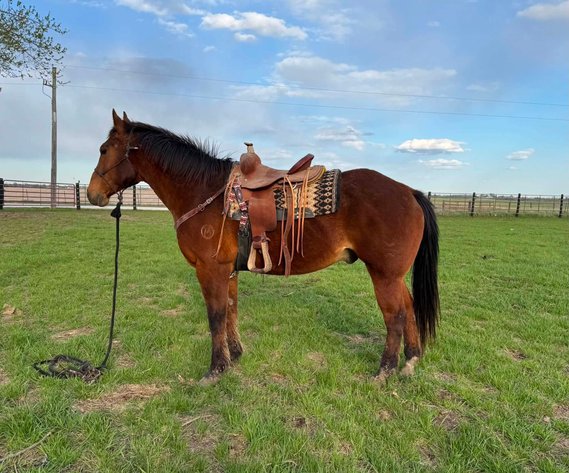 Image for Colfax Horse Sale  - SUNDAY, JUNE 21ST - Colfax, Iowa