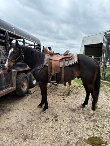 Image for Colfax Horse Sale  - SUNDAY, JUNE 21ST - Colfax, Iowa