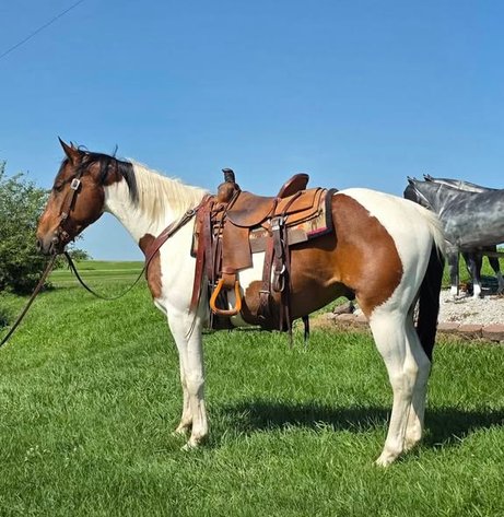 Image for Colfax Horse Sale  - SUNDAY, JUNE 21ST - Colfax, Iowa
