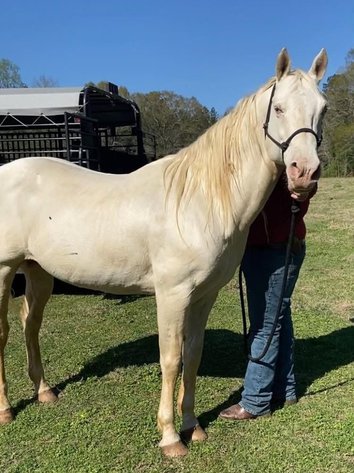 Image for Mize Horse Sale - SATURDAY, JUNE 20TH - Mize, Mississippi