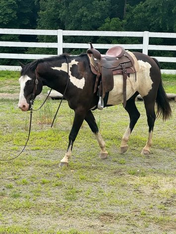 Image for Courtland Tack And Horse Auction Saturday ,June 20,2026