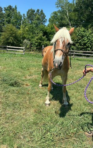 Image for Courtland Tack And Horse Auction Saturday ,June 20,2026