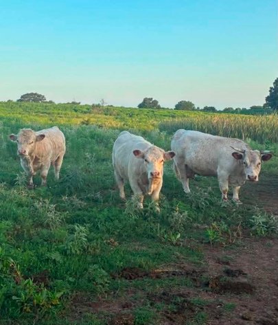 Image for Jones Livestock Auction THURSDAY JULY 9TH -  Jones, Oklahoma