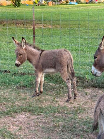 Image for Jones Livestock Auction HORSE & TACK SALE!   SATURDAY, JULY 11TH