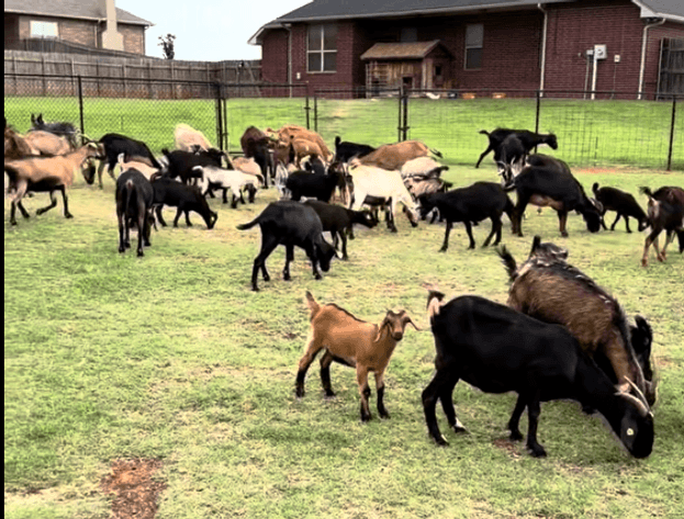 Image for Jones Livestock Auction THURSDAY JULY 9TH -  Jones, Oklahoma