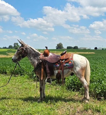 Image for Colfax Horse Sale  - SUNDAY, JULY 19TH - Colfax, Iowa