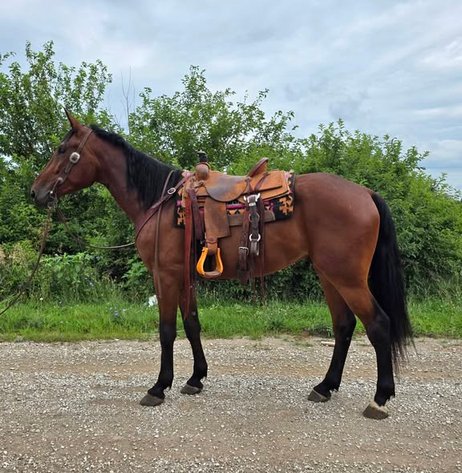 Image for Colfax Horse Sale  - SUNDAY, JULY 19TH - Colfax, Iowa