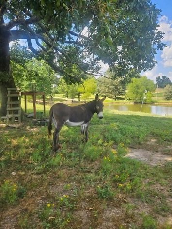 Image for Fort Smith Horse & Mule Sale - SATURDAY, JULY 18TH - Moffett, Oklahoma