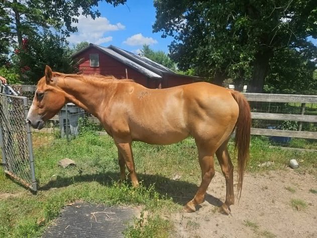 Image for Fort Smith Horse & Mule Sale - SATURDAY, JULY 18TH - Moffett, Oklahoma