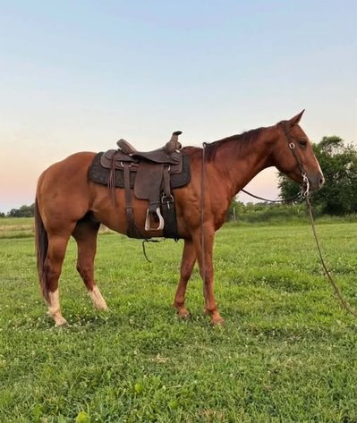 Image for Fort Smith Horse & Mule Sale - SATURDAY, JULY 18TH - Moffett, Oklahoma