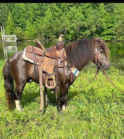 Image for Fort Smith Horse & Mule Sale - SATURDAY, JULY 18TH - Moffett, Oklahoma