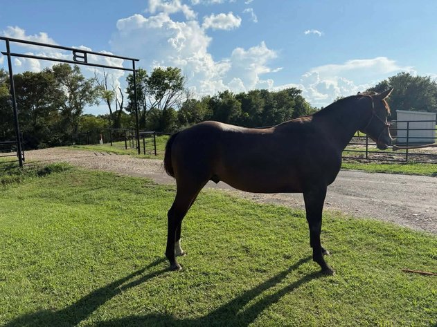 Image for Fort Smith Horse & Mule Sale - SATURDAY, JULY 18TH - Moffett, Oklahoma
