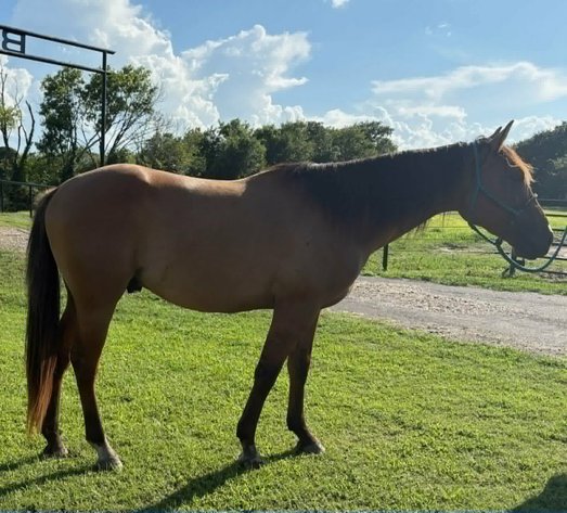 Image for Fort Smith Horse & Mule Sale - SATURDAY, JULY 18TH - Moffett, Oklahoma