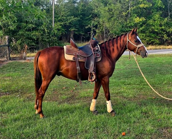 Image for Fort Smith Horse & Mule Sale - SATURDAY, OCTOBER 17TH - Moffett, Oklahoma