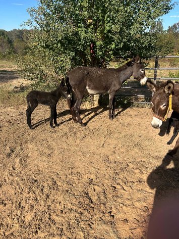 Image for Mize Horse Sale - SATURDAY, OCTOBER 31ST - Mize, Mississippi