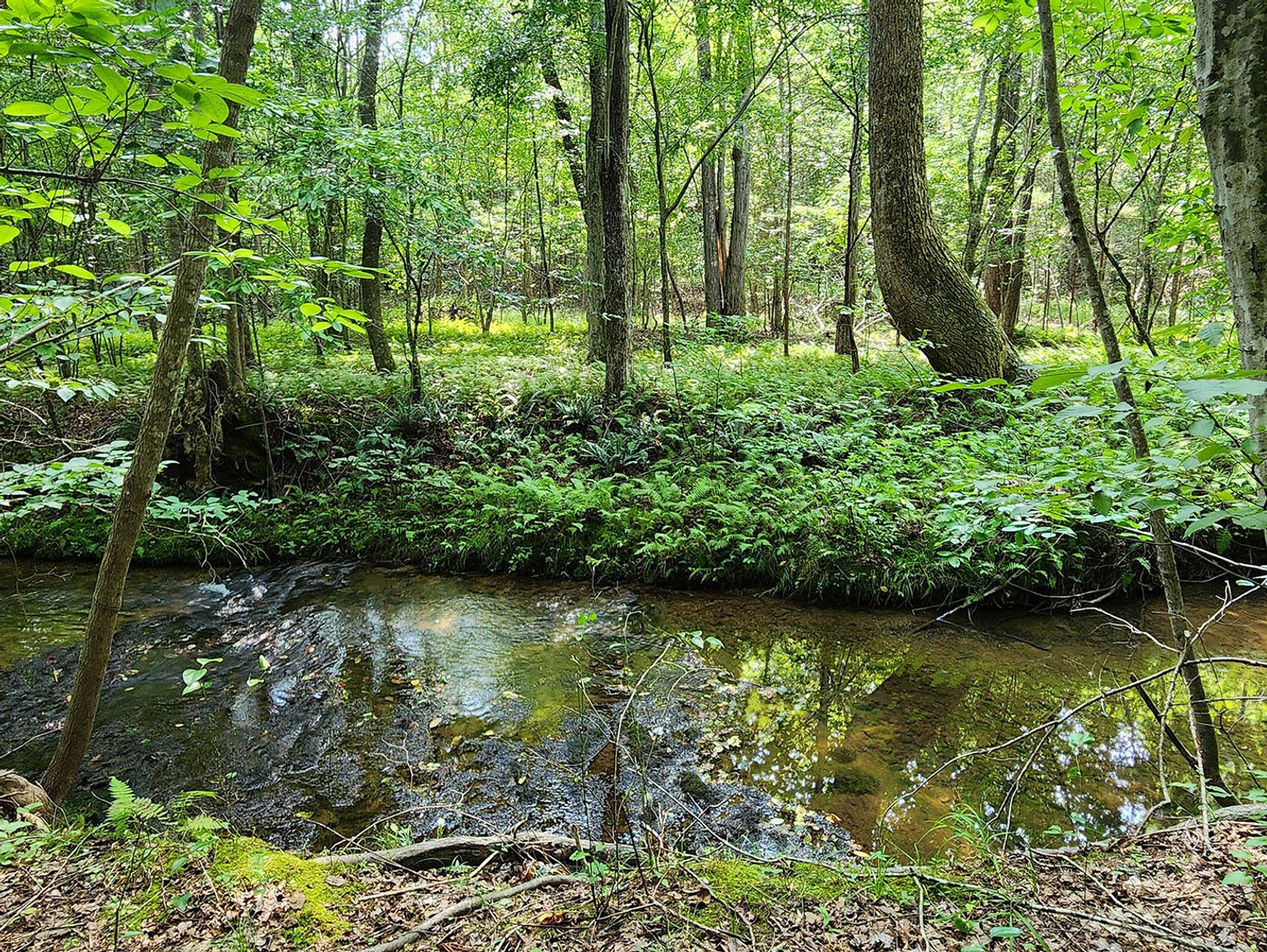 Image for Beautiful 80 Acres in Appomattox VA