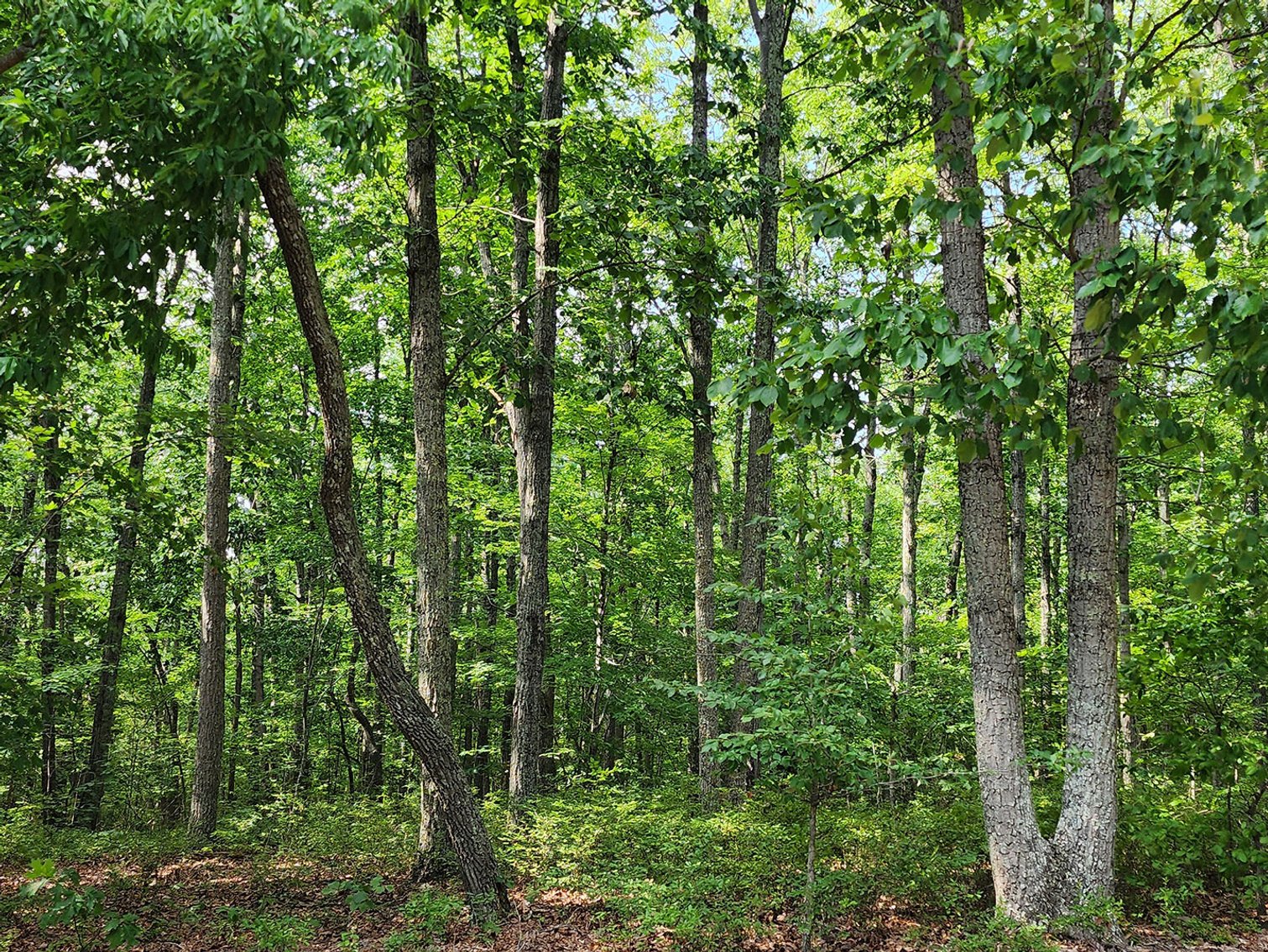 Image for Beautiful 80 Acres in Appomattox VA