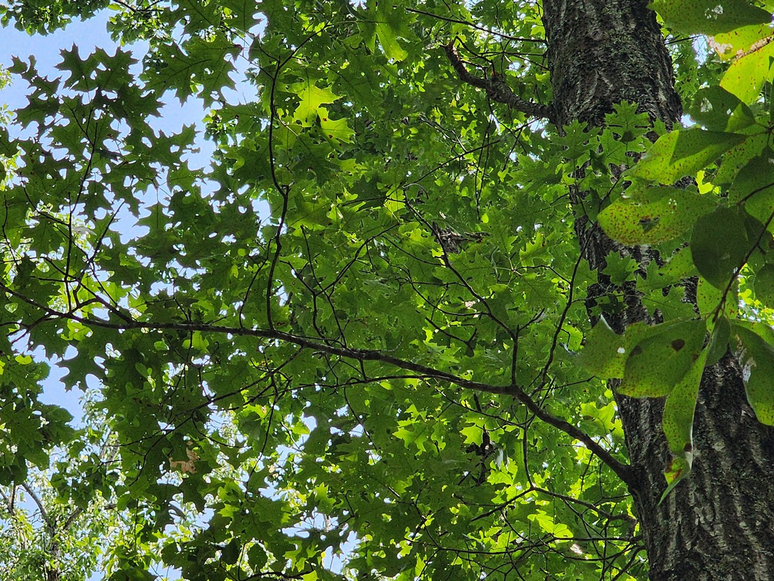 Image for Beautiful 80 Acres in Appomattox VA