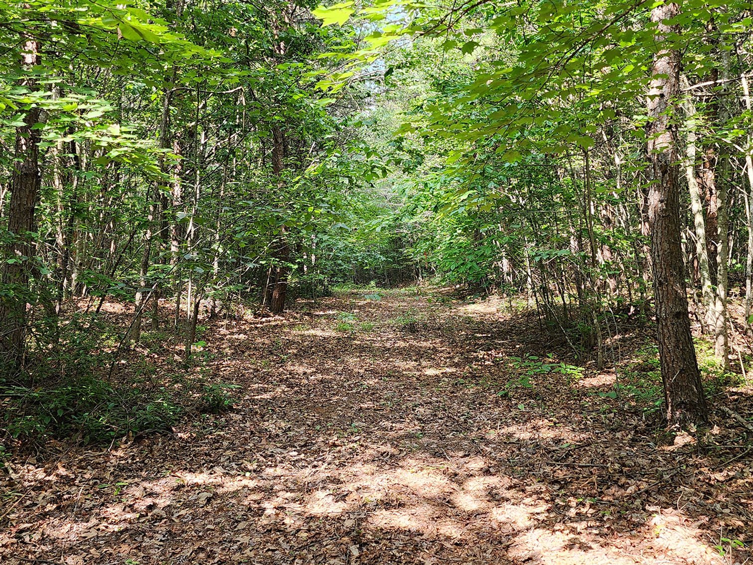 Image for Beautiful 80 Acres in Appomattox VA