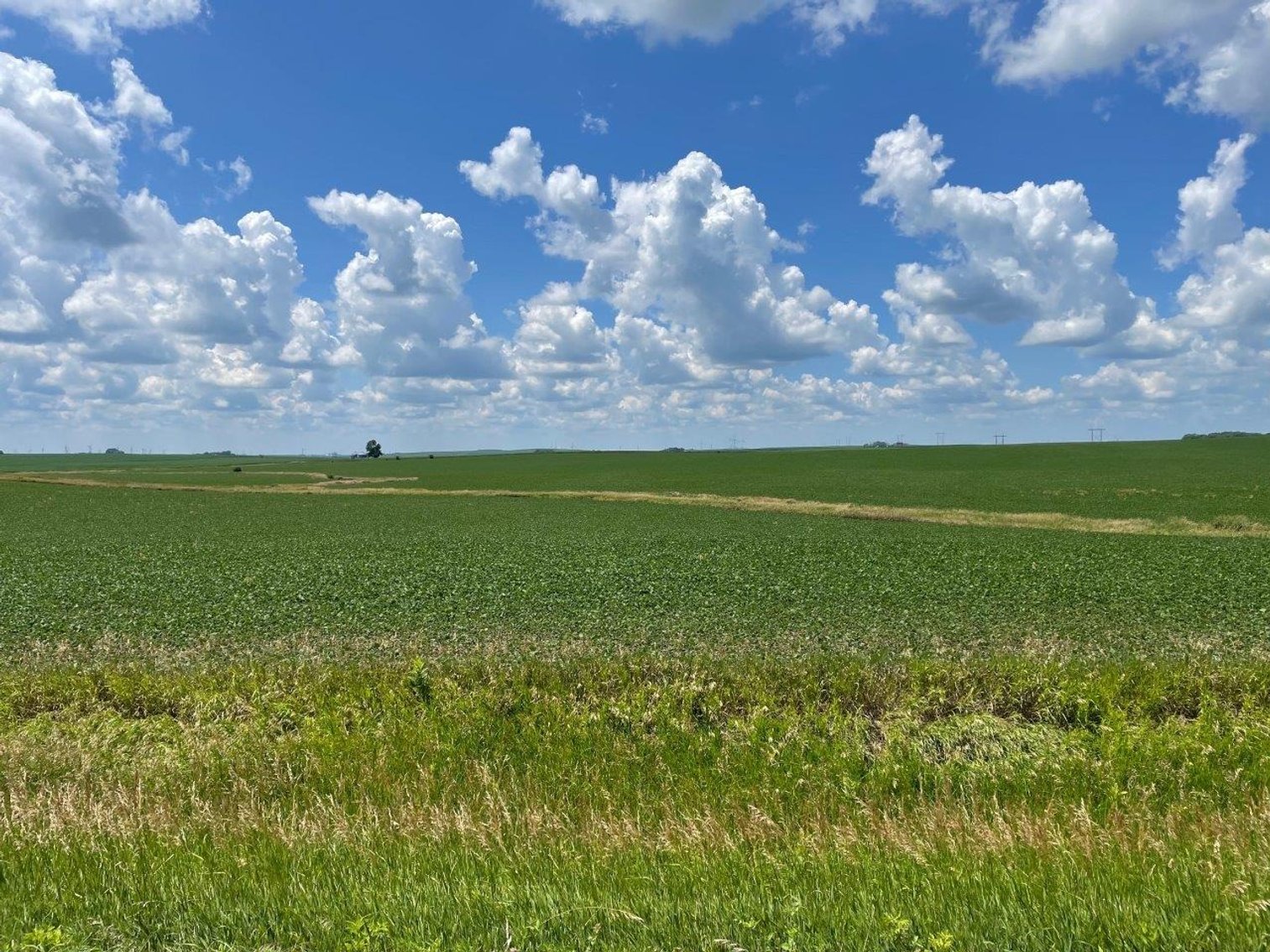 Image for Sac County Farmland Auction!