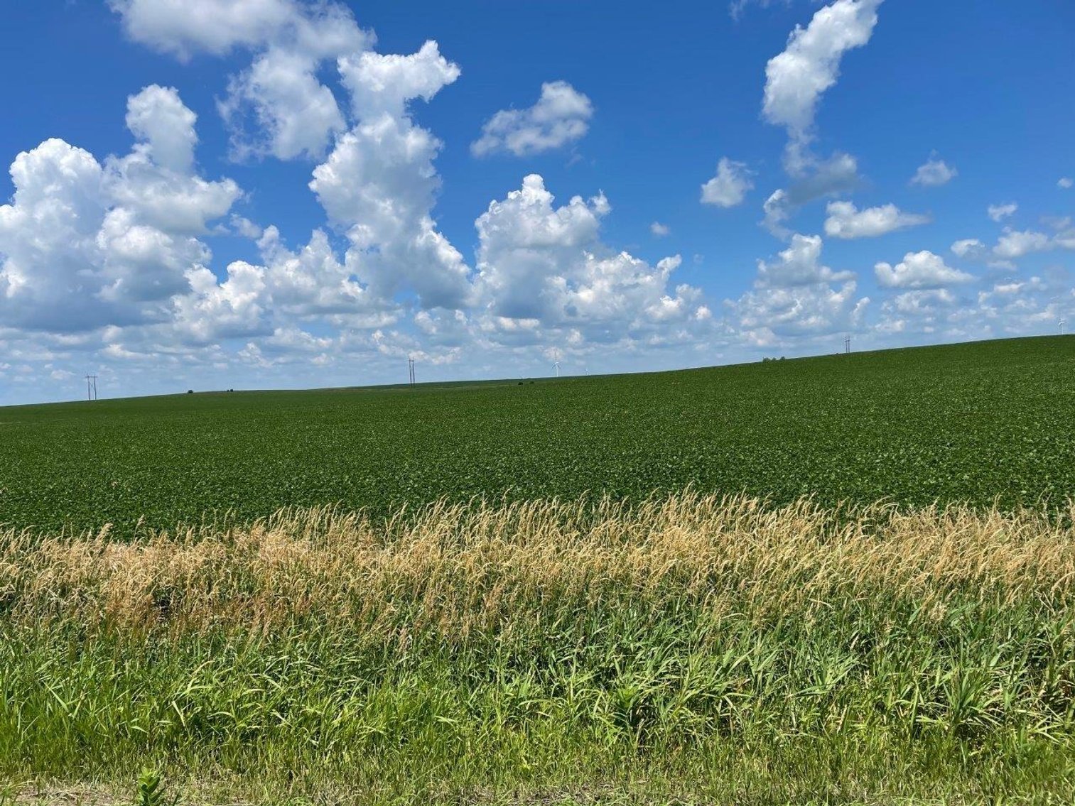 Image for Sac County Farmland Auction!