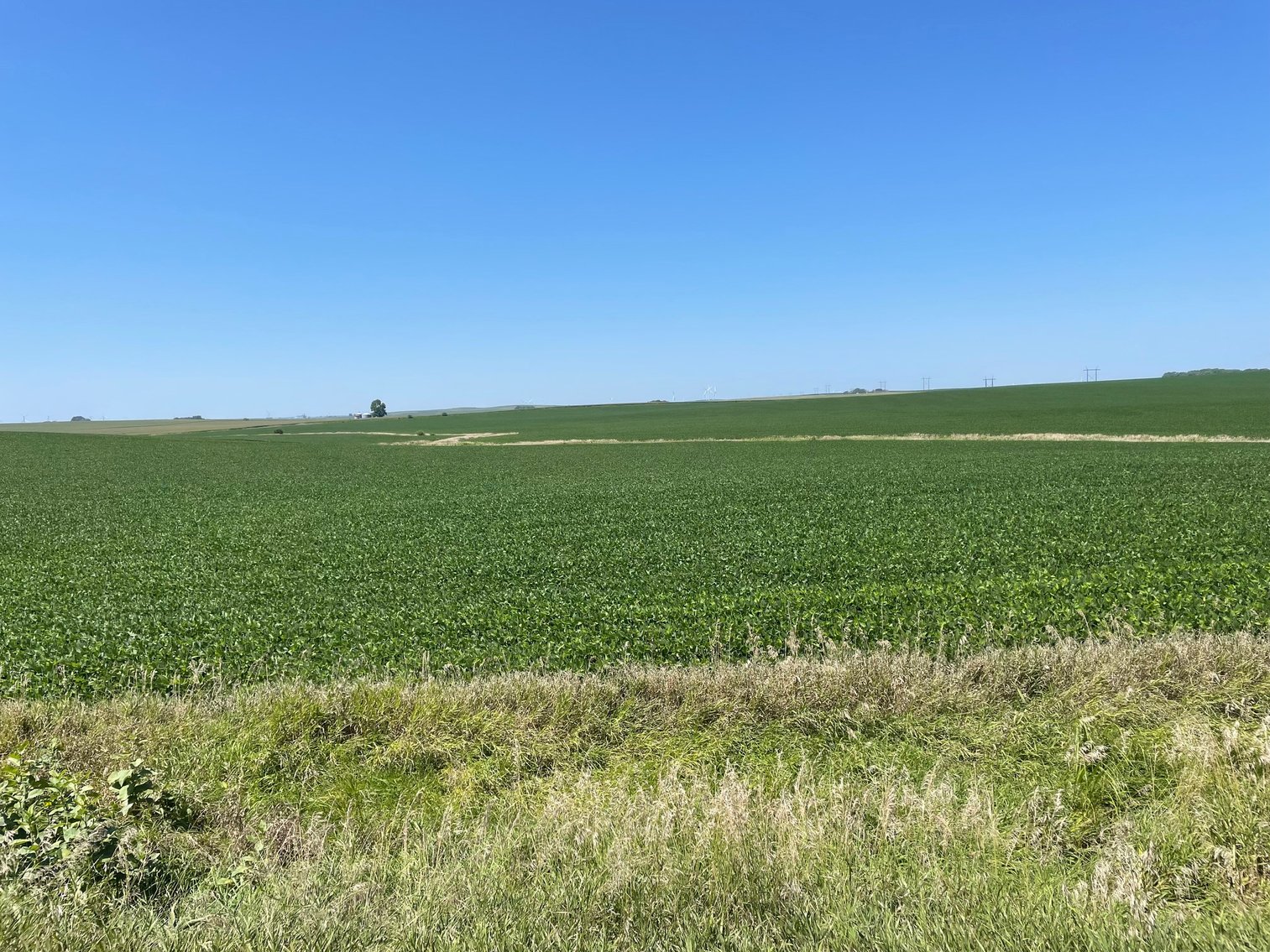Image for Sac County Farmland Auction!