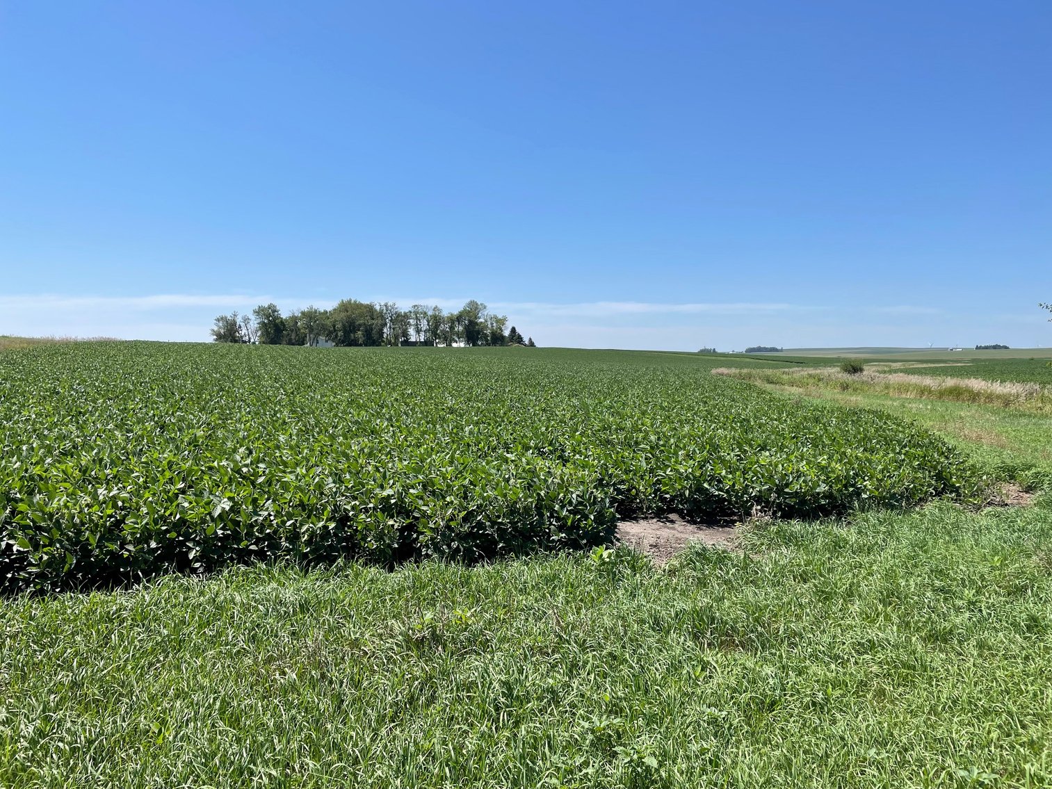 Image for Sac County Farmland Auction!