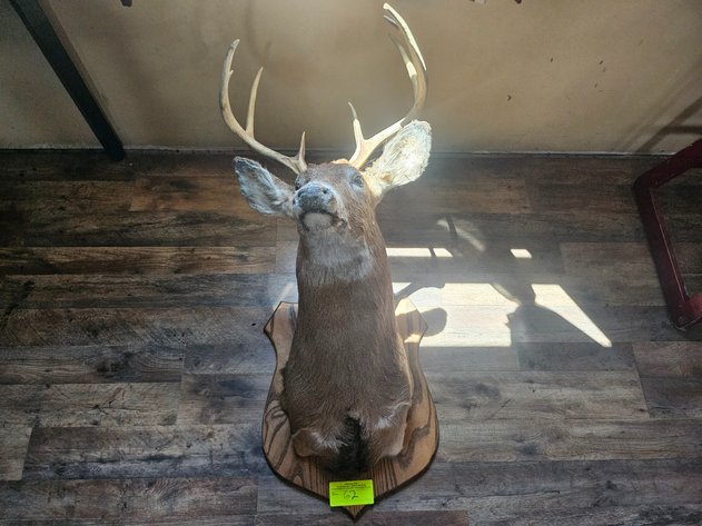 Image for Deer Head Mount