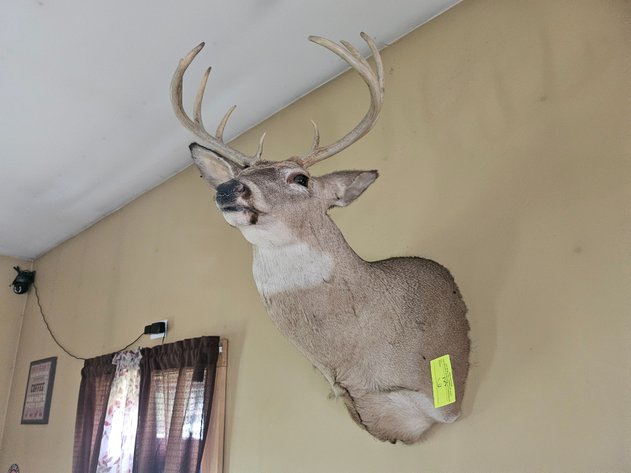 Image for Deer Head Mount