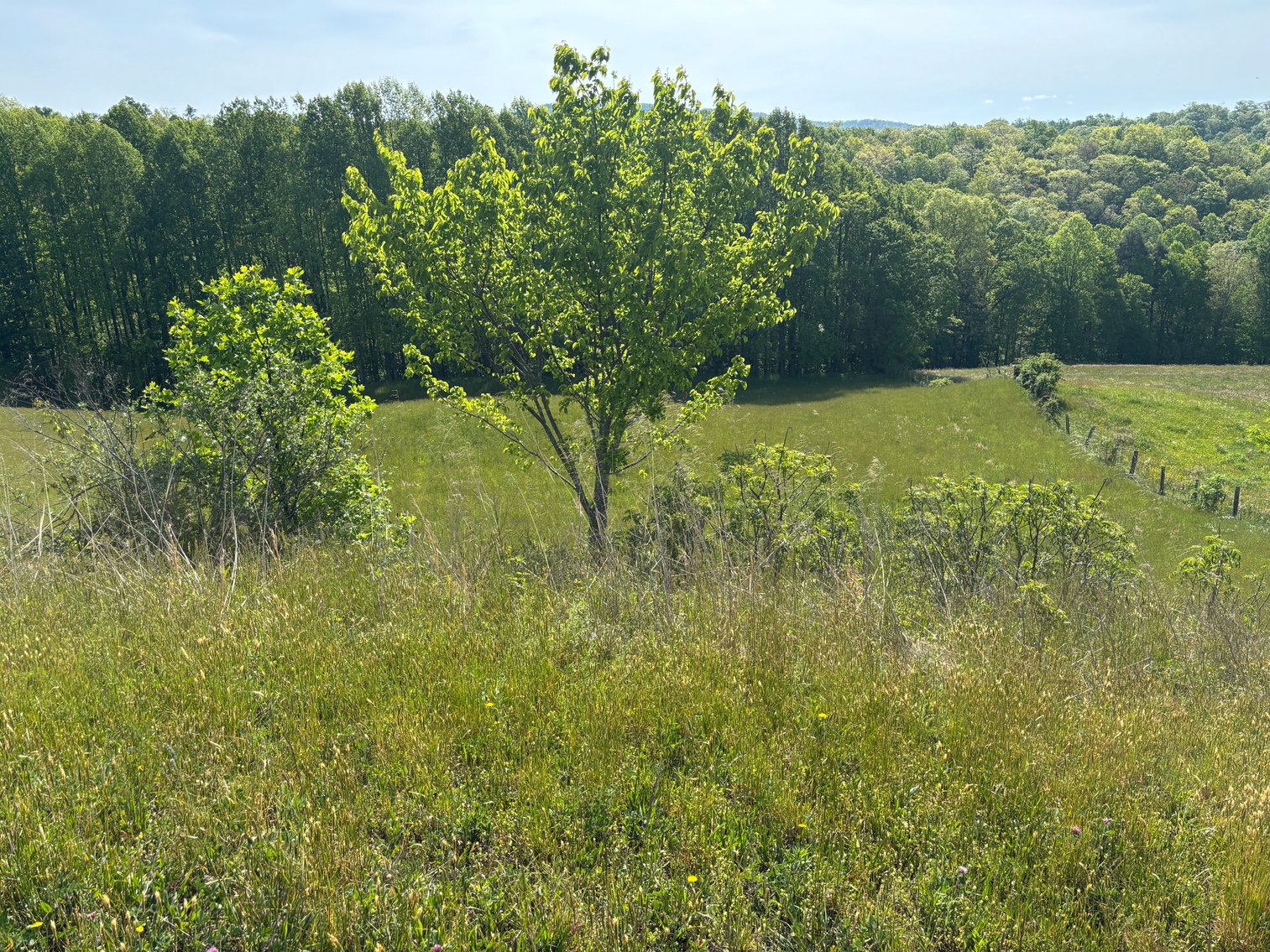 Image for Tevepaugh Auction Sat. May 30 @ 11 A.M.