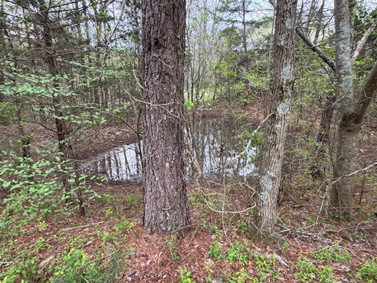 Image for Valley Road - 2 Houses / 2 Roads - 8 acres w/ Creek