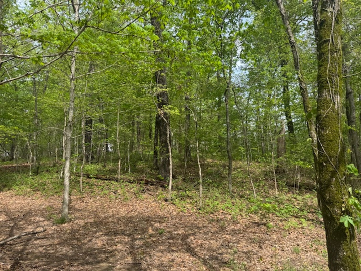 Image for Vacant Lot - 1 Acre in Beacon Light Estates - Bon Aqua, TN