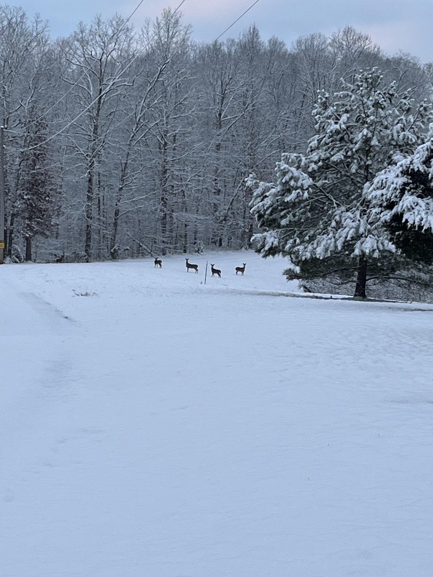 Image for 53 acre Sanctuary on Pretty Creek w/ Log Home