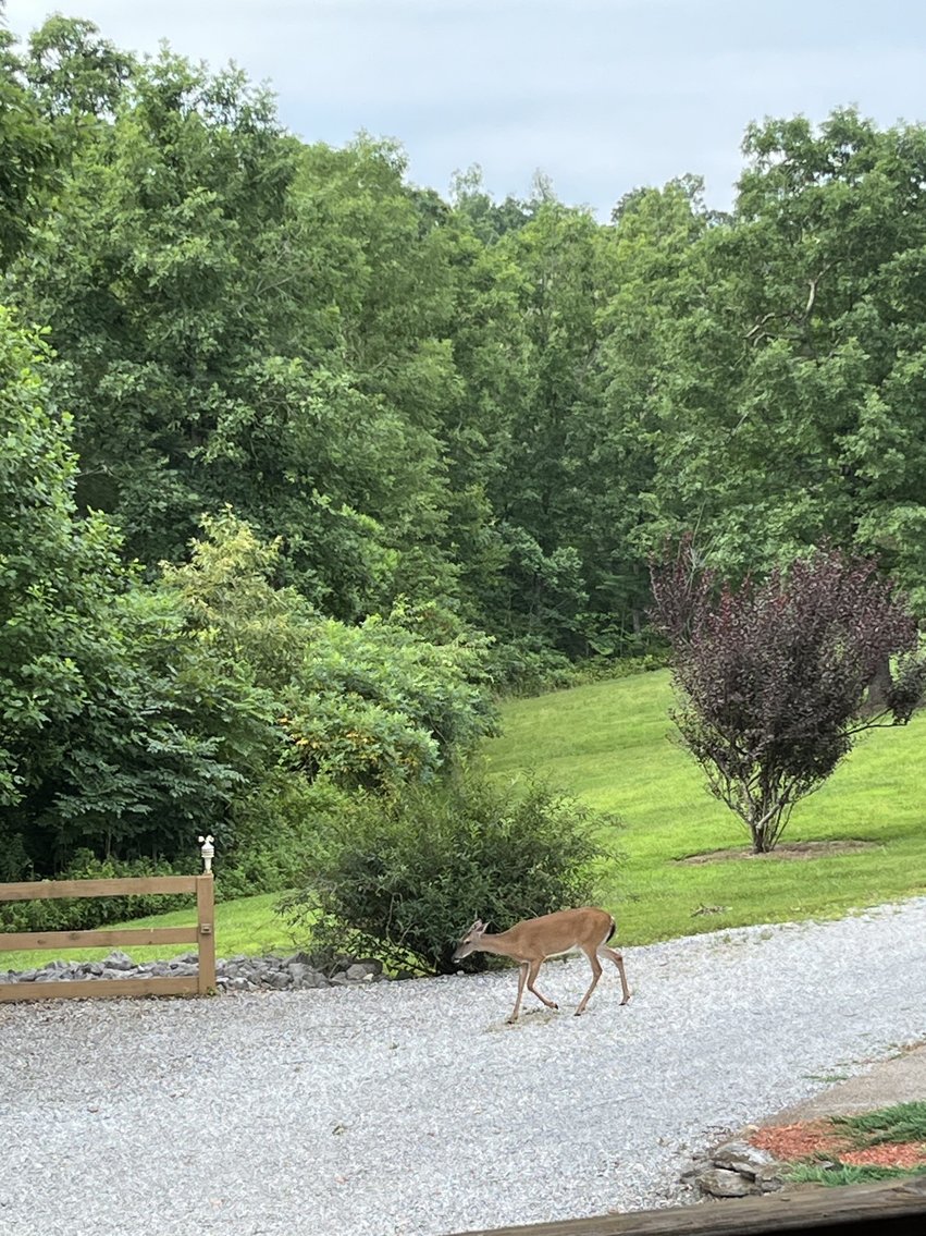 Image for 53 acre Sanctuary on Pretty Creek w/ Log Home