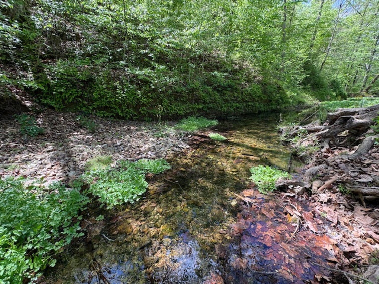 Image for Creekside Haven - Cabin on Bells Branch Creek w/ 3.76 acres
