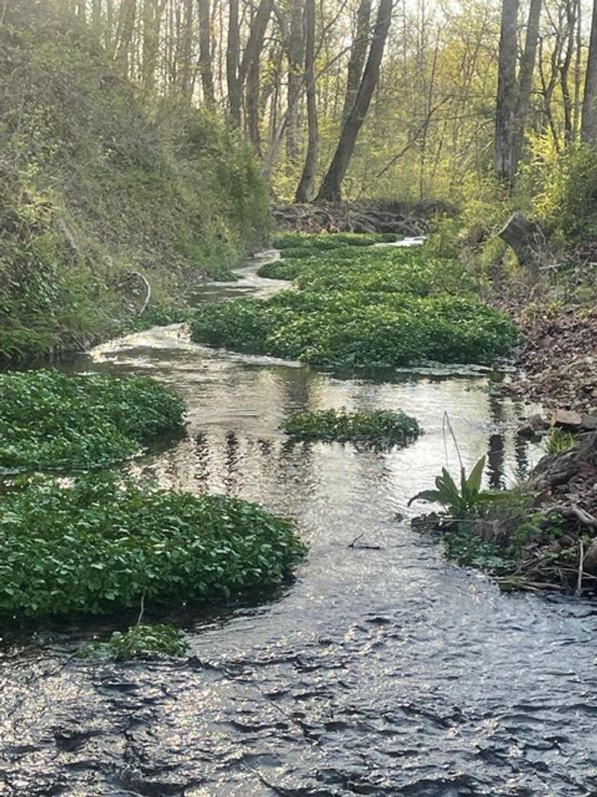 Image for Creekside Haven - Cabin on Bells Branch Creek w/ 3.76 acres