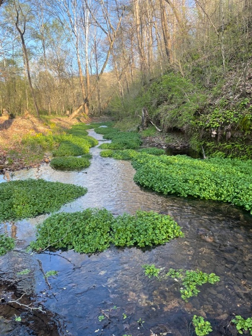 Image for Creekside Haven - Cabin on Bells Branch Creek w/ 3.76 acres