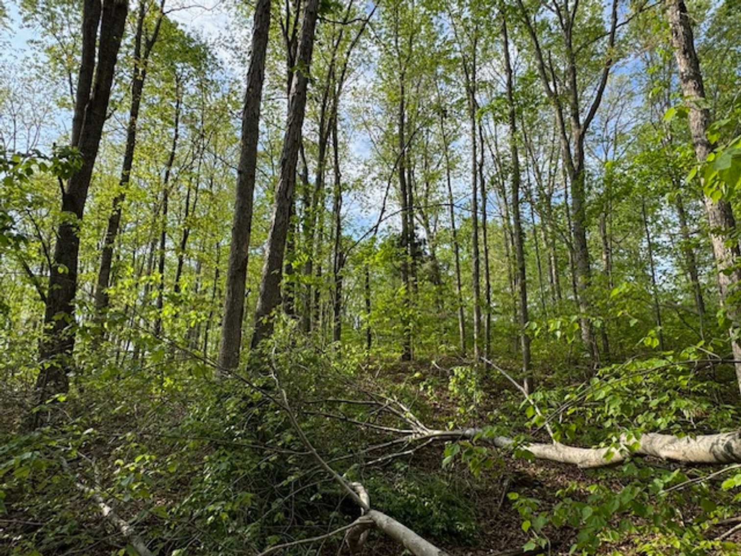 Image for 8 acres just off Hwy 50 on Moss Hollow Road