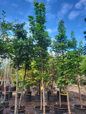 Image for Nursery Overstock September 2025