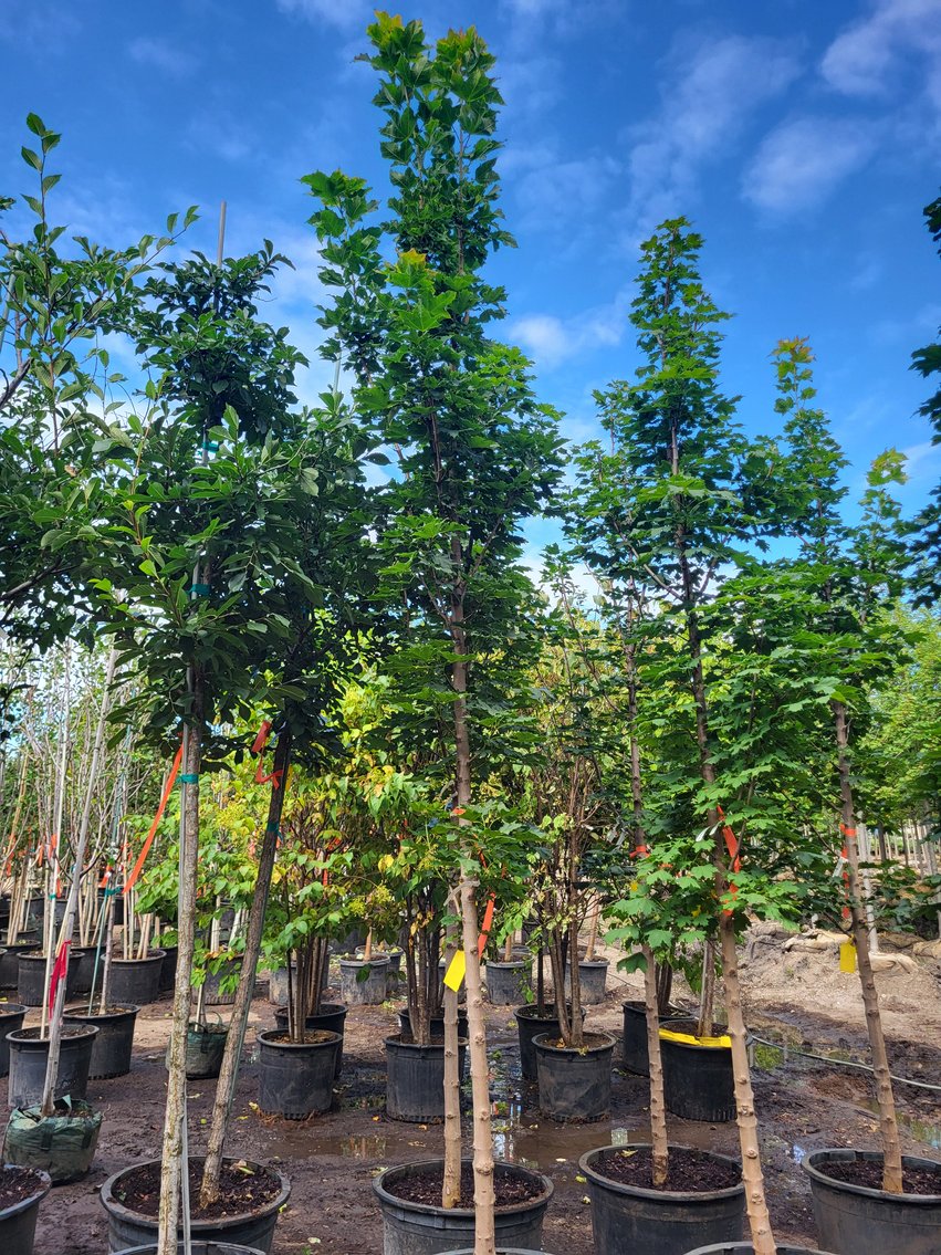 Image for Nursery Overstock September 2025