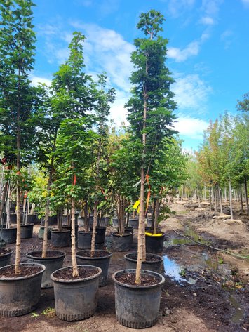 Image for Nursery Overstock September 2025